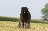 BOUVIER DES FLANDRES 376